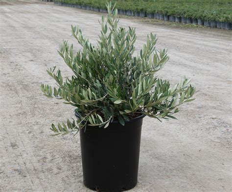 How to Use Compact Evergreen Shrubs - T-Y Nursery