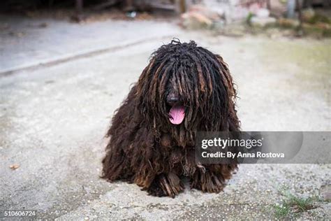 Dog Covering Eyes Photos And Premium High Res Pictures Getty Images