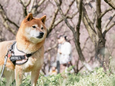 Shiba Inu Beagle Mix: Breed Characteristics and Care Tips