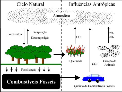 Biologia No Ensino Médio Ciclos Biogeoquímicos Ciclo Do Carbono C