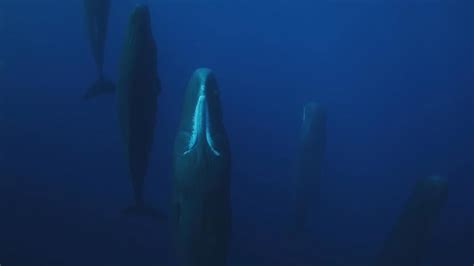 A pod of sperm whales sleeping : r/thalassophobia