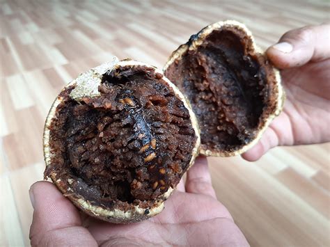 Manfaat Buah Kawista Untuk Ibu Hamil Nutrisi Dan Keamanan