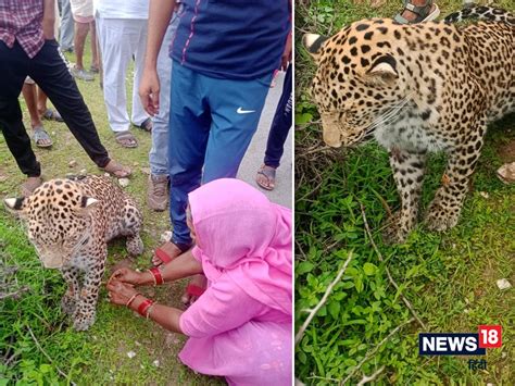 भाई को राखी बांधने जा रही थी बहन रास्ते में दिखा घायल तेंदुआ फिर जो