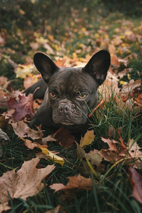 Why Do French Bulldogs Stink So Much? – All About Frenchies