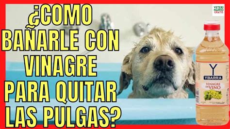 CÓMO BAÑAR A UN PERRO CON VINAGRE PARA QUITARLE LAS PULGAS Y