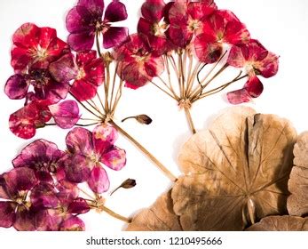 Geraniums Reds Blossom Collage Over Royalty Free Licensable Stock