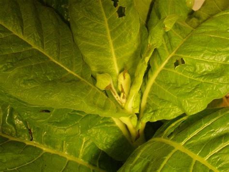 Boron Deficiency | Burley Tobacco Extension