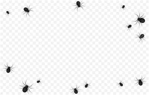 Premium Vector Vector Spiders On An Isolated Transparent Background