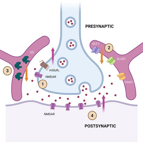 Antineoplastic Mechanisms Of Paclitaxel Microtubules Are An Important