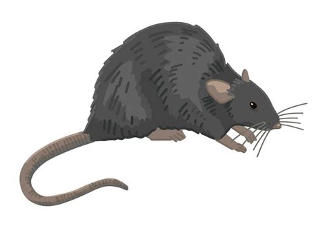 Rat Clipart Vector Art, Icons, and Graphics for Free Download