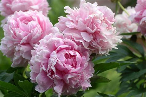 Paeonia Lactiflora Sarah Bernhardt Peony