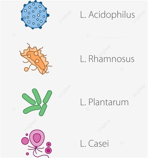 Healthy Intestinal Bacteria Icons Health Biology Anaerobes Vector