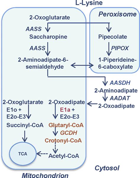 The L Lysine Degradation Pathways In The Cytosol And In Mitochondria