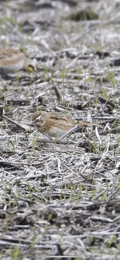 Ebird Checklist 11 Jan 2024 Black Dirt Region Sod Farms 5 Species