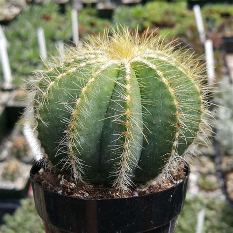 Parodia Magnifica Balloon Cactus Notocactus Magnificus