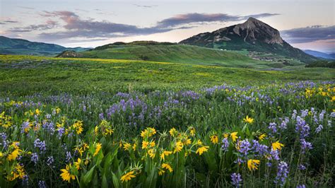 12 Of America's Most Instagrammable Flower Fields To Visit This Spring