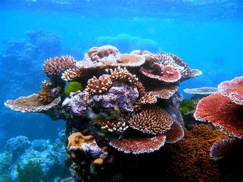 You Are A...Coral Polyp - Cincinnati Zoo & Botanical Garden