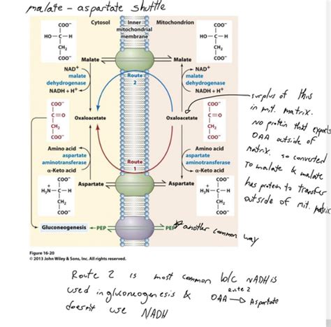 Mitochondrial Transporters Flashcards Quizlet