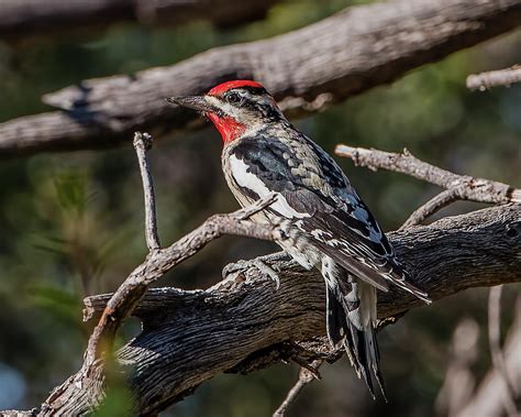 Red Naped Sapsucker Perched Photograph By Morris Finkelstein Fine Art