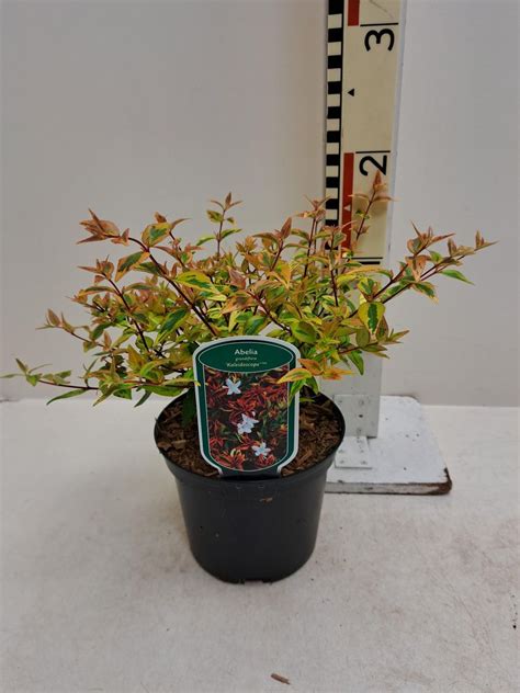 Abelia X Grandiflora Kaleidoscope — Plant Wholesale Floraccess