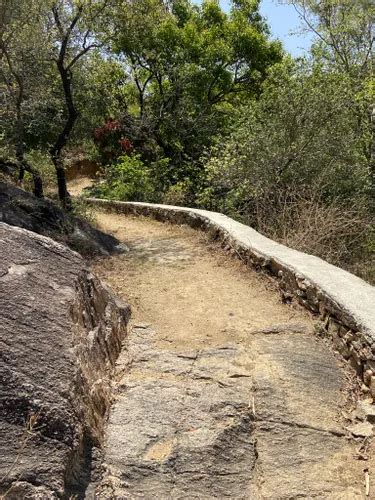 Best Forest Trails in Mount Abu Wildlife Sanctuary | AllTrails