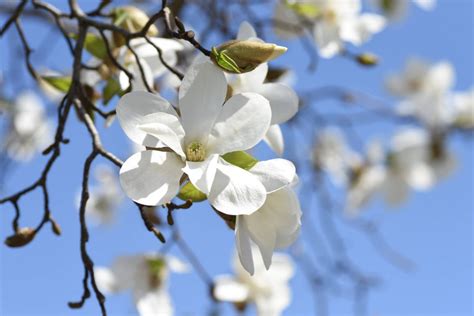 Kwiaty Magnolii Japo Skiej Wnetrzekuchni