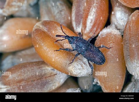 Wheat weevil, Granary weevil, Grain weevil (Sitophilus granarius ...