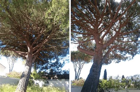 Taille D Claircie D Un Pin Pignon La Grande Motte L Arbre Et