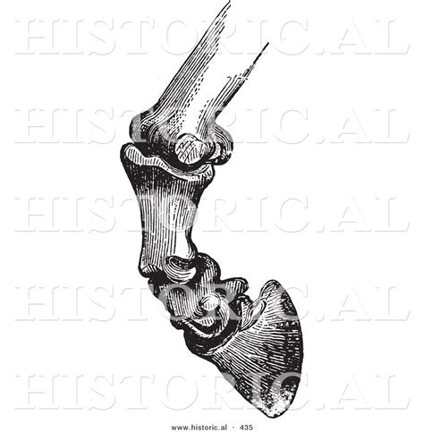 Historical Vector Illustration of Horse Bones and Articulations of the ...