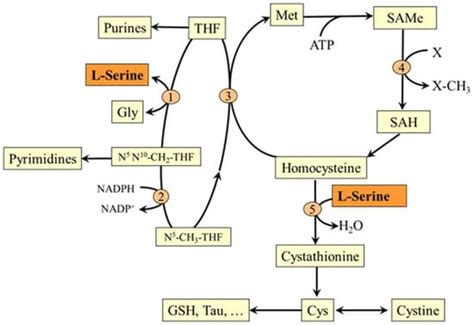 Serine Metabolism In Health And Disease And As A Conditionally