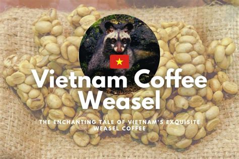 Weasel Coffee The Story Of Vietnamese Weasel Coffee