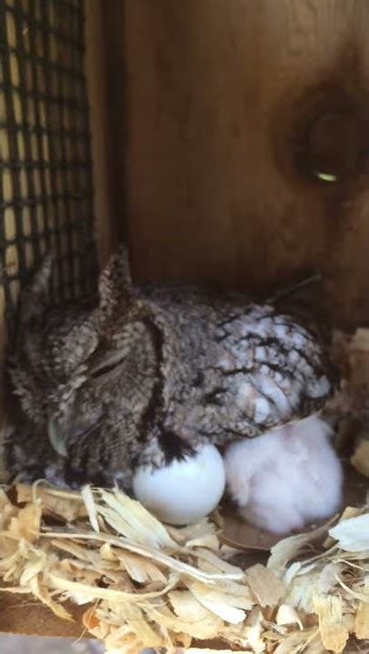 Hatchling Eastern Screech Owl Youtube