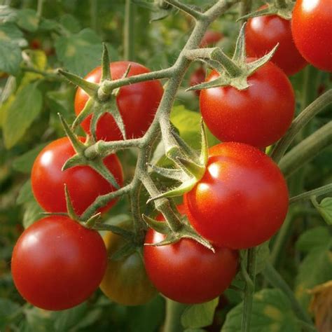 Tomate Cerise Rouge Simplaromat