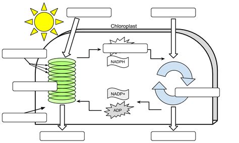 Draw A Labeled Diagram Of The Process Of Photosynthesis Phot