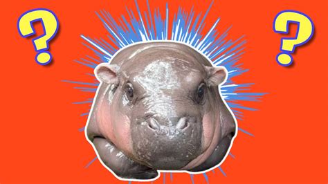 Viral Baby Hippo Moo Deng Needs To Be A Pokemon According To Players