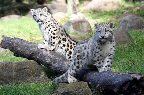 Snow Leopard Sisters Debut At Brookfield Zoo Zooborns