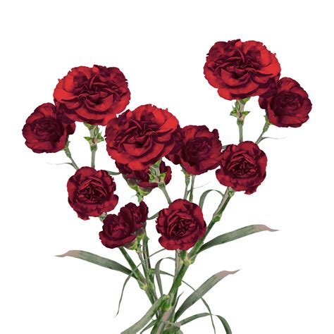 Order Burgundy Spray Carnations Globalrose