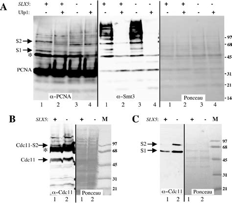 Figure 3 From Stimulation Of In Vitro Sumoylation By Slx5 Slx8