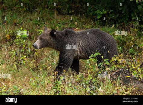 Grizzly Bear At The Banks Of Orford River Near Bute Inlet In The