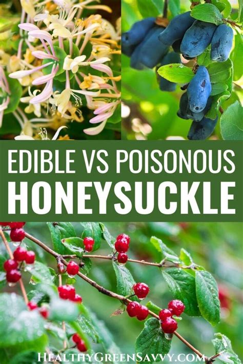 Honeysuckle Berries: Poisonous vs Edible Honeysuckle