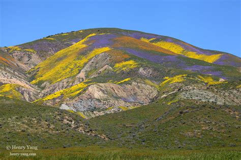 Wildflowers Super Bloom (1st Trip), Carrizo Plain National Monument ...