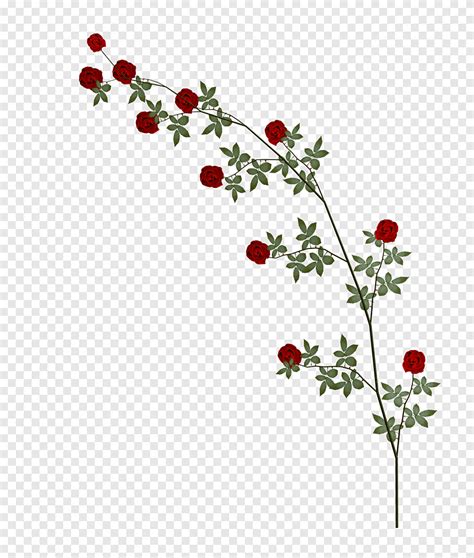 Illustrazione Rossa E Verde Delle Rose Rampicanti D Del Fiore Png