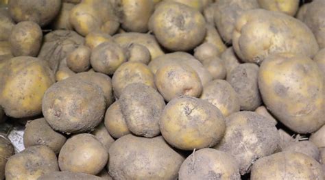 Harvesting And Curing Potatoes Southern Exposure Seed Exchange