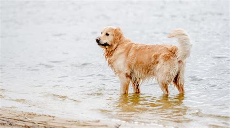 Perro Recuperador De Oro En La Playa Foto De Archivo Imagen De Feliz