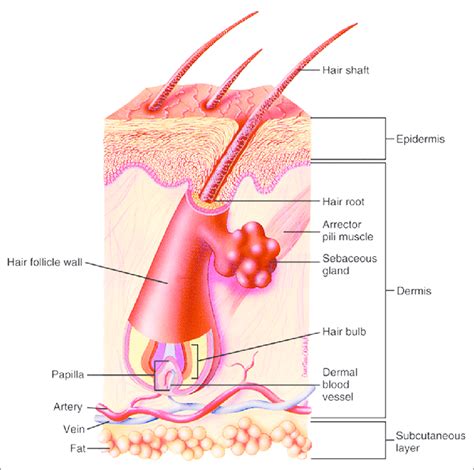 Structure of hair follicle | Download Scientific Diagram