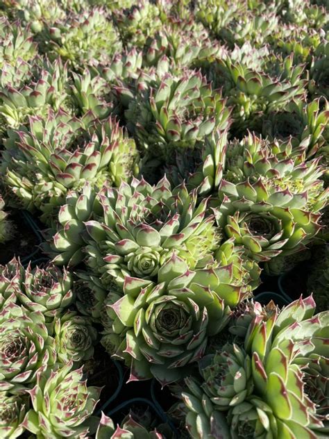 Sempervivum Calcareum Mrs Giuseppi Frikarti Stauden Ag