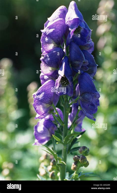 Medicinal Plant Monkshood Aconitum Napellus Eisenhut Stock Photo Alamy