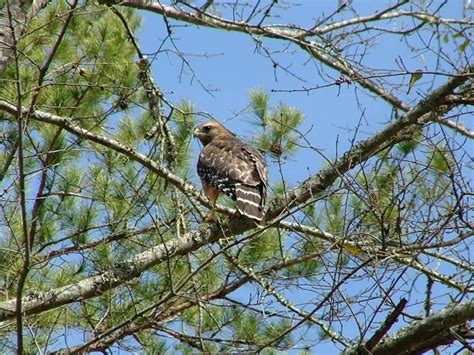 Pair of nesting Hawks in my yard.....We have babies.... | BackYard ...