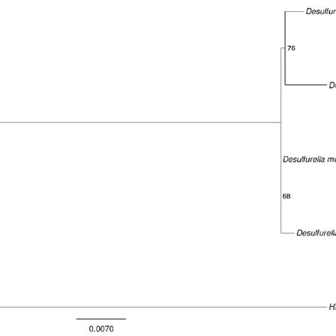 Phylogenetic Tree Highlighting The Position Of H Maritima Relative To