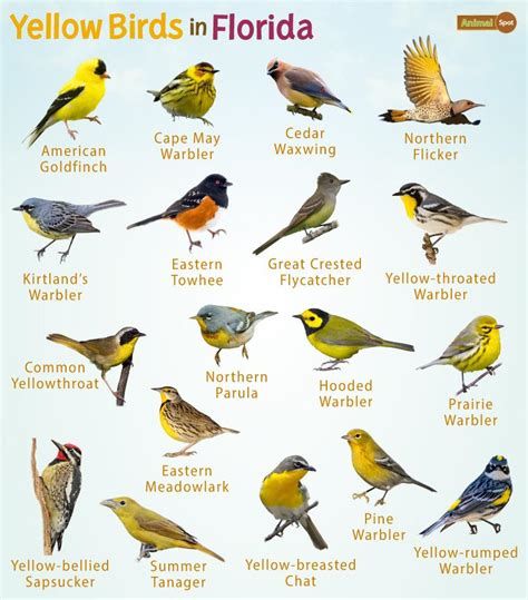 Yellow Birds In Florida Facts List Pictures